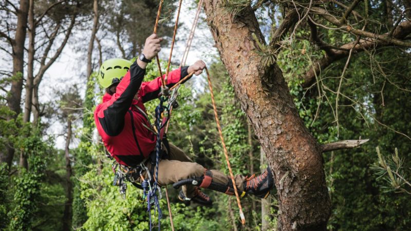 Man using ropes to climb a tree