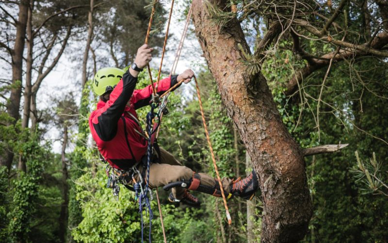 Man using ropes to climb a tree